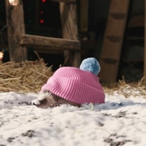 TK Maxx Christmas ad goes for farmyard animation